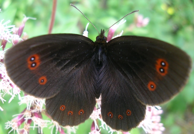 Erebia aethiops